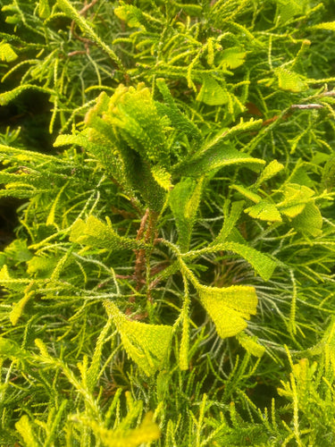 Chamaecyparis obtusa 'Golden Whorl' - Maple Ridge Nursery